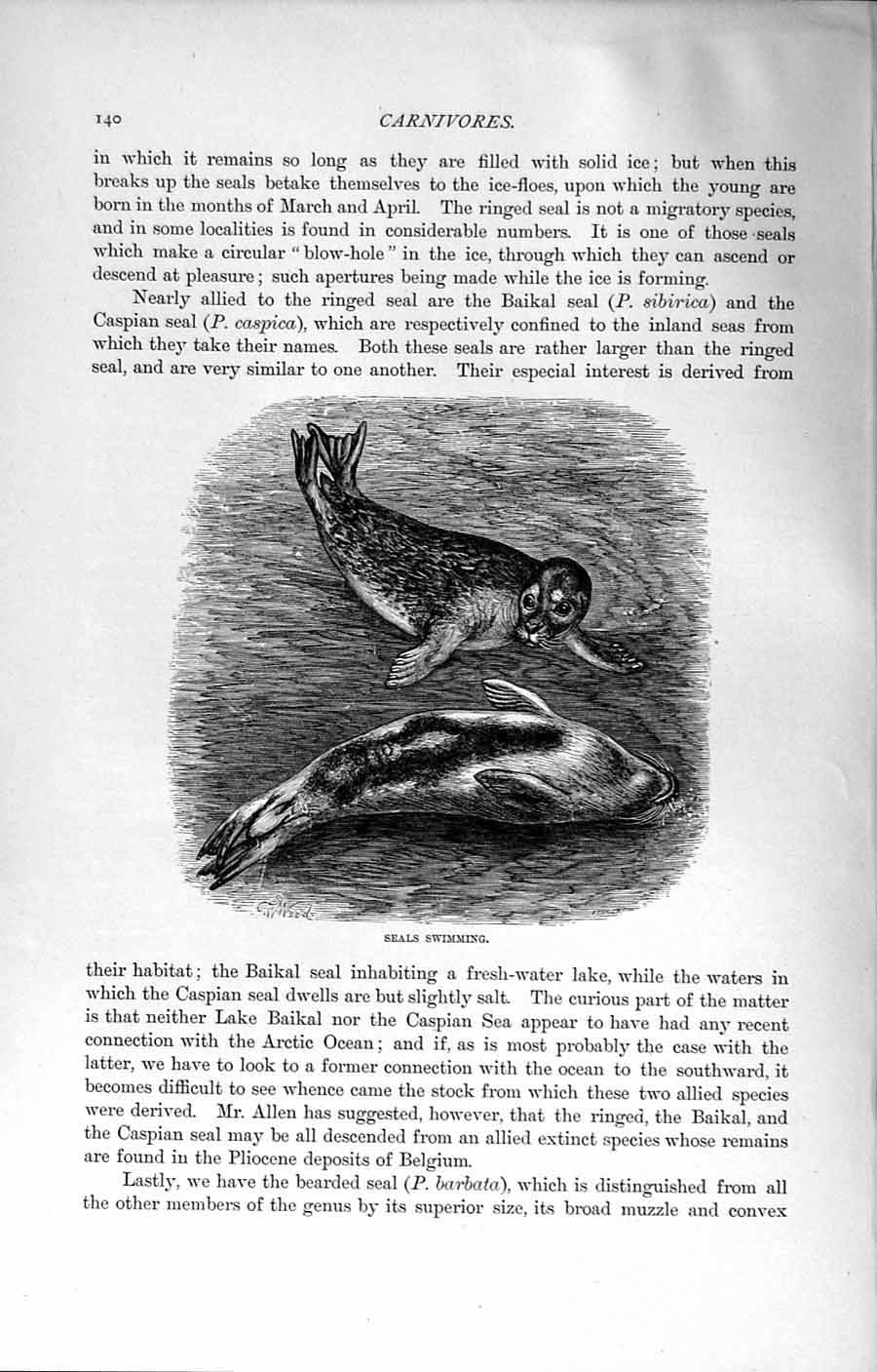 Original Old Antique Print Natural History 1894 Earless Swimming Seals Animals