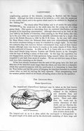 Original Old Antique Print Natural History 1894 Skull Leopard Seal Carnivore