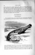 Original Old Antique Print Natural History 1894 Crested Seal Genus Cystophora