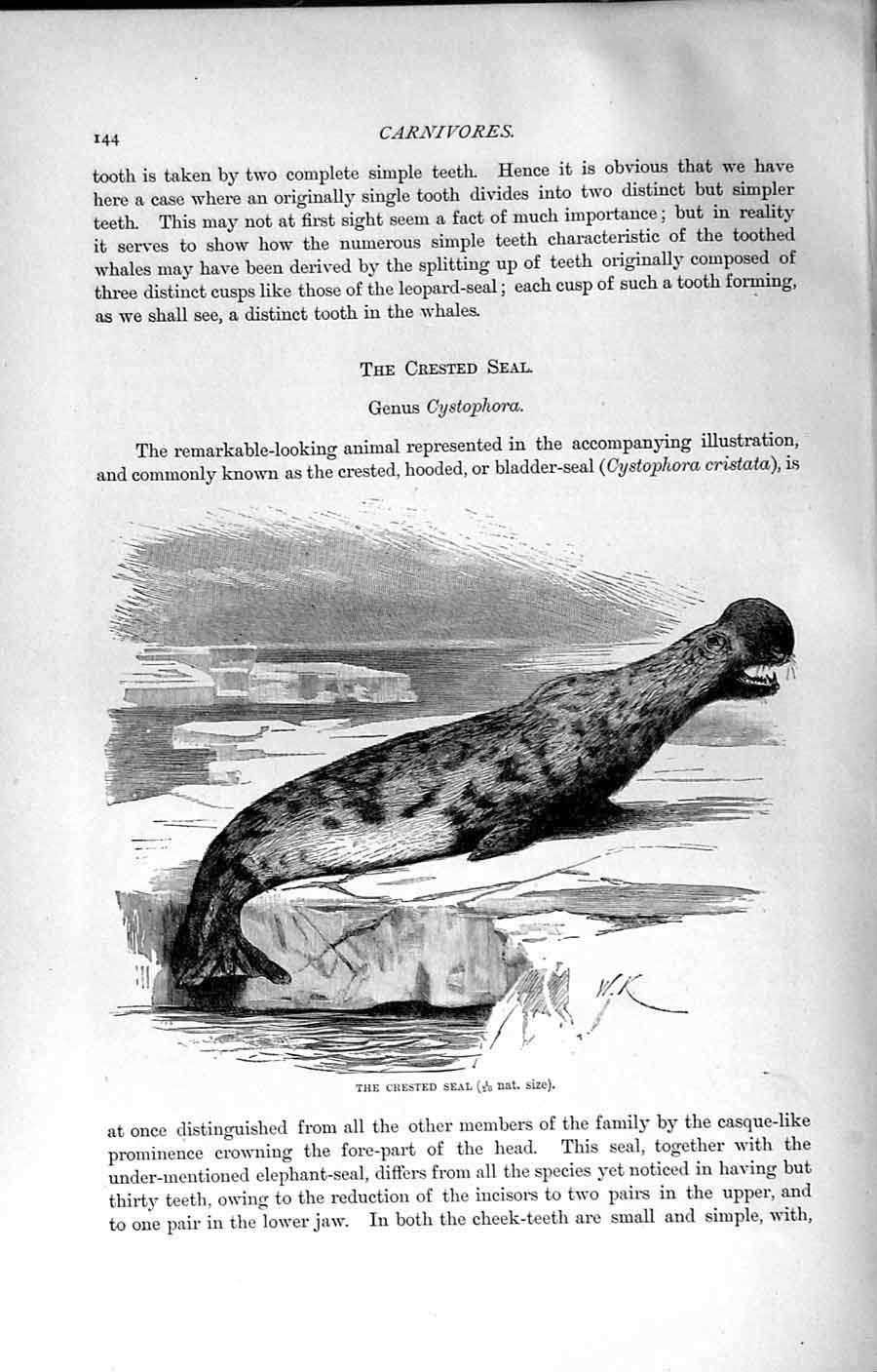 Original Old Antique Print Natural History 1894 Crested Seal Genus Cystophora