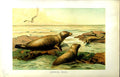 Original Old Antique Print Natural History 1894 Leopard Seal ColourVictorian