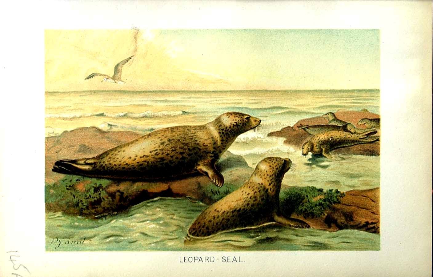 Original Old Antique Print Natural History 1894 Leopard Seal ColourVictorian
