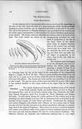 Original Old Antique Print Natural History 1894 Upper Teeth Elephant Sea 19th