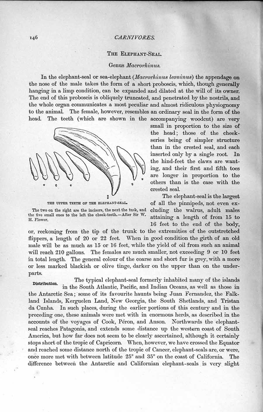 Original Old Antique Print Natural History 1894 Upper Teeth Elephant Sea 19th