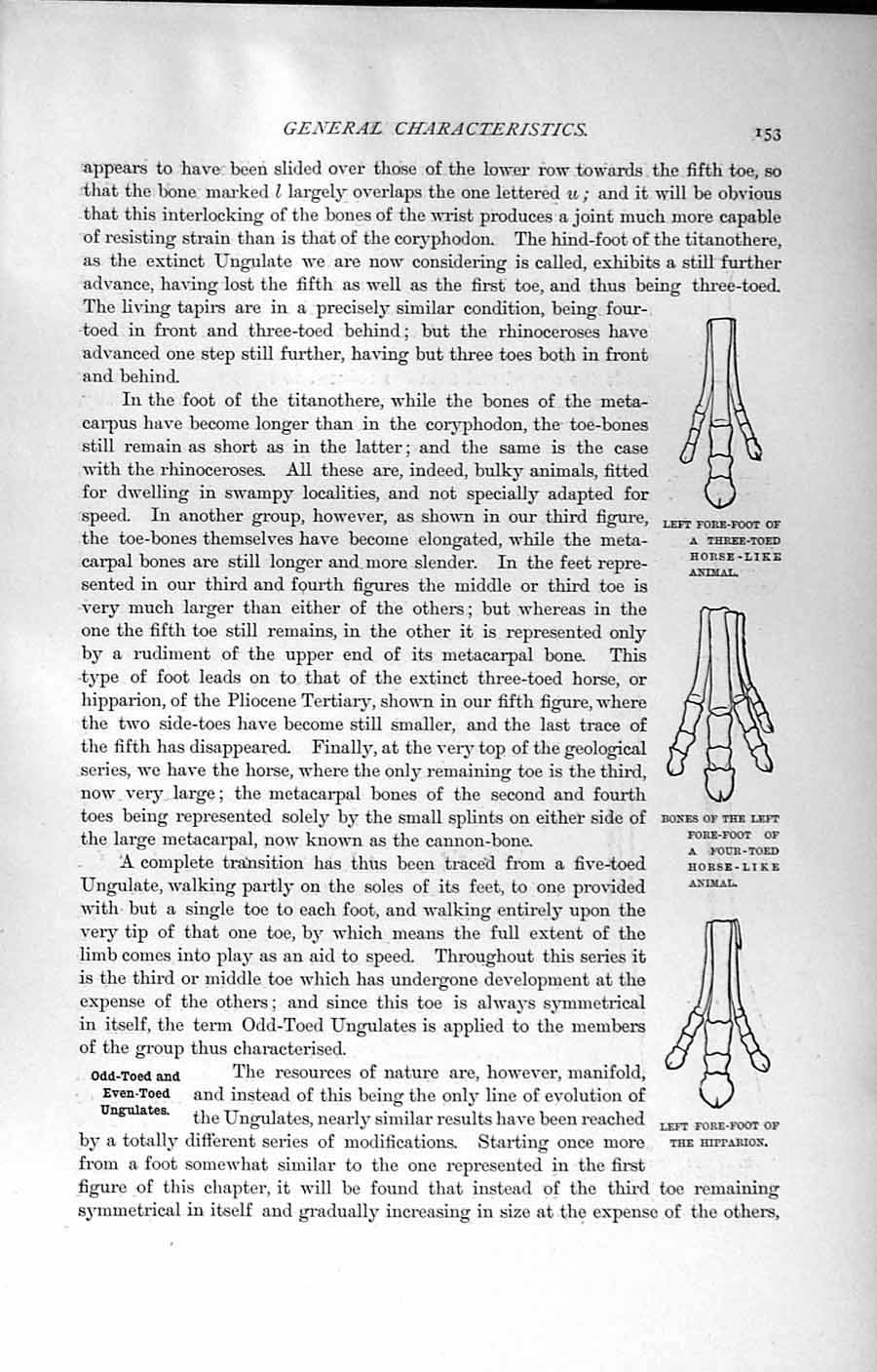 Old Antique Print Natural History 1894 Foot Bones Horse-Like Animal Deer 19th