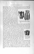 Old Antique Print Natural History 1894 Molar Tooth Nilgai Merycopotamus 19th