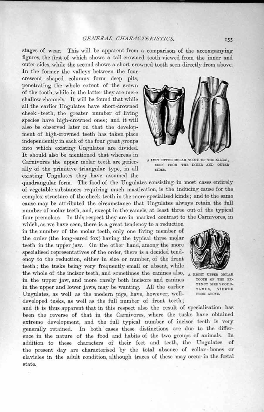 Old Antique Print Natural History 1894 Molar Tooth Nilgai Merycopotamus 19th