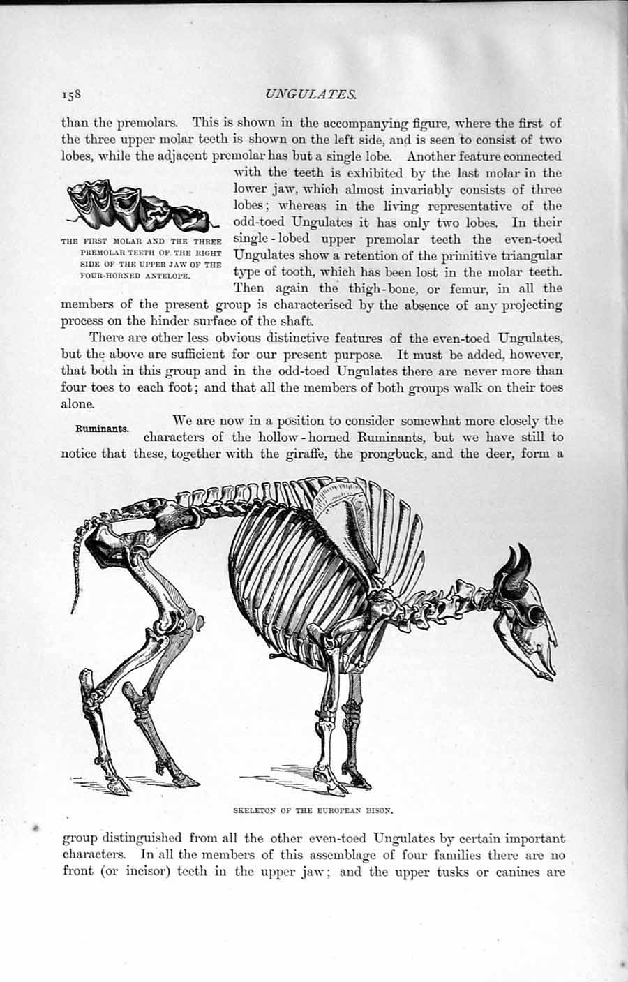 Original Old Antique Print Natural History 1894 Skeleton European Bison Bones