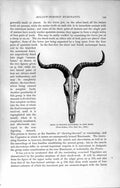 Old Antique Print Skull Swaynes Hartbeest Show Horns Natural History 1894 19th