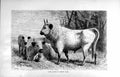 Original Old Antique Print Natural History 1894 Wild Cattle Cadzow Park Animals