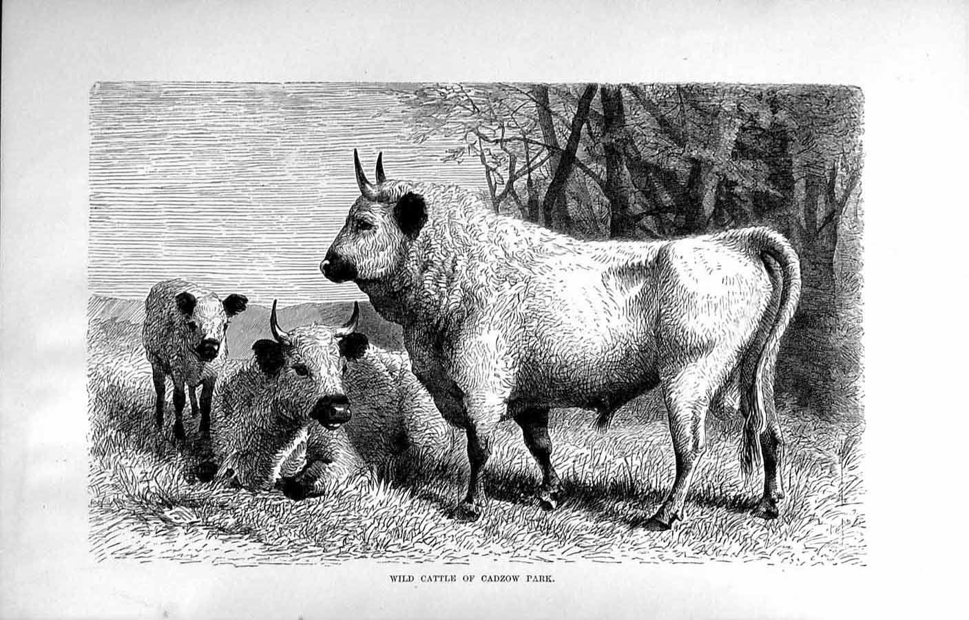 Original Old Antique Print Natural History 1894 Wild Cattle Cadzow Park Animals