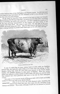 Original Old Antique Print Natural History 1894 Durham Shorthorn Oxen Horns