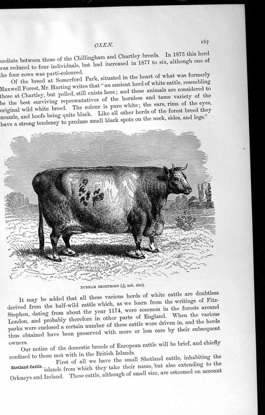 Original Old Antique Print Natural History 1894 Durham Shorthorn Oxen Horns
