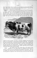 Original Old Antique Print Friburg Bull Animal Cow Horns Natural History 1894
