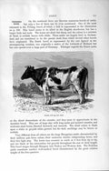 Original Old Antique Print Natural History 1894 Oxen Dutch Cow Horns Animal