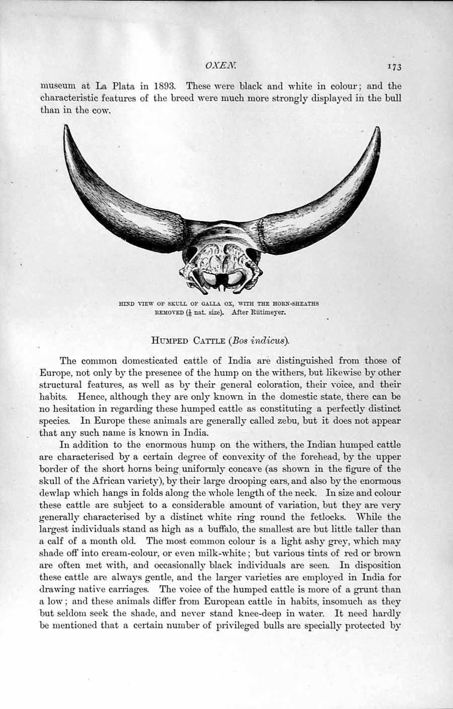 Old Antique Print Natural History 1894 Skull Galla Ox Horns Indian Bull 19th