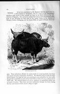 Original Old Antique Print Natural History 1894 Cow Gayals Oxen Bos Frontalis
