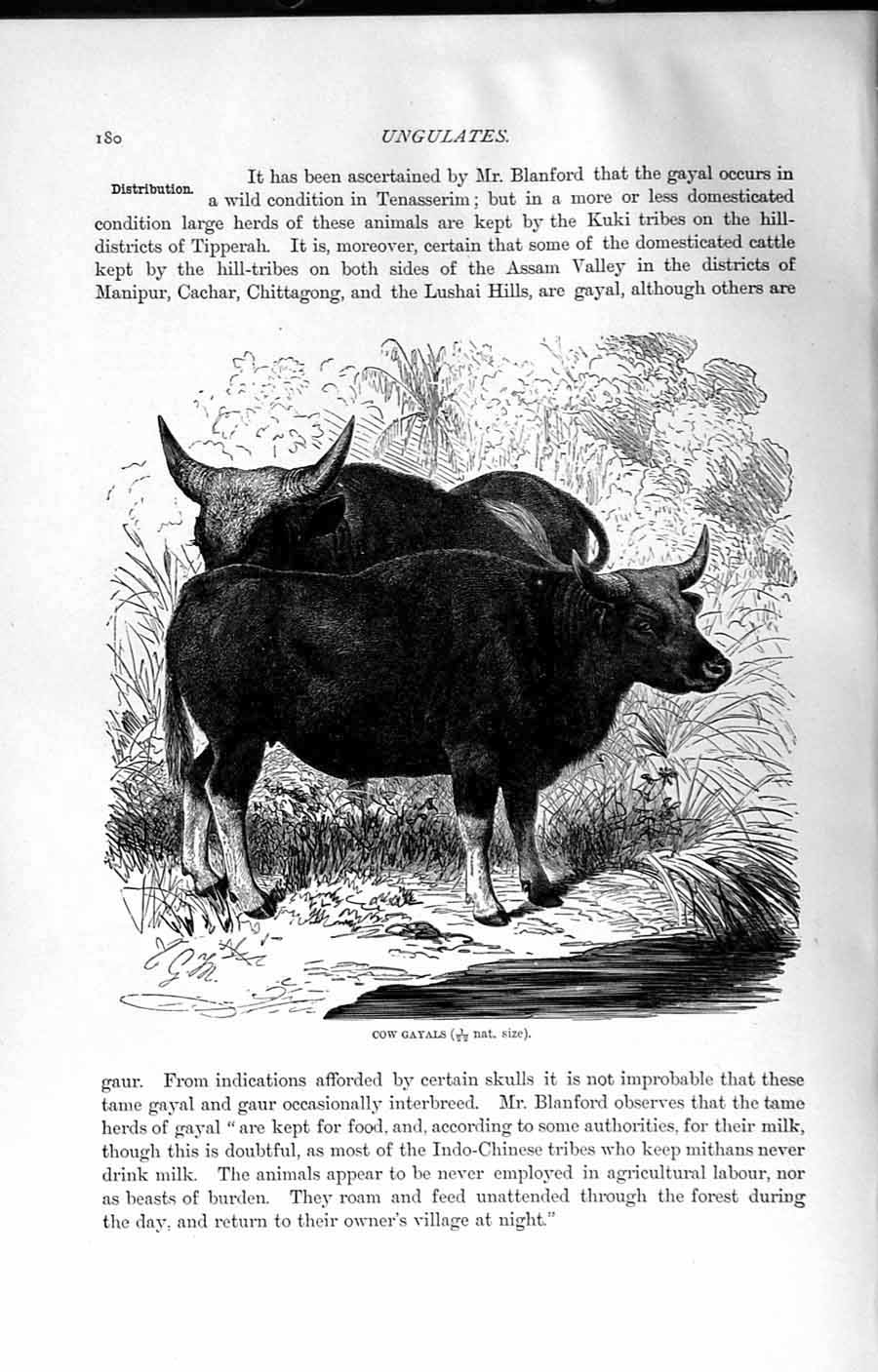 Original Old Antique Print Natural History 1894 Cow Gayals Oxen Bos Frontalis