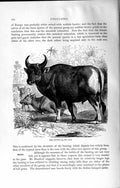 Old Antique Print Natural History 1894 Banting Oxen Bos Sondaicus Animal 19th