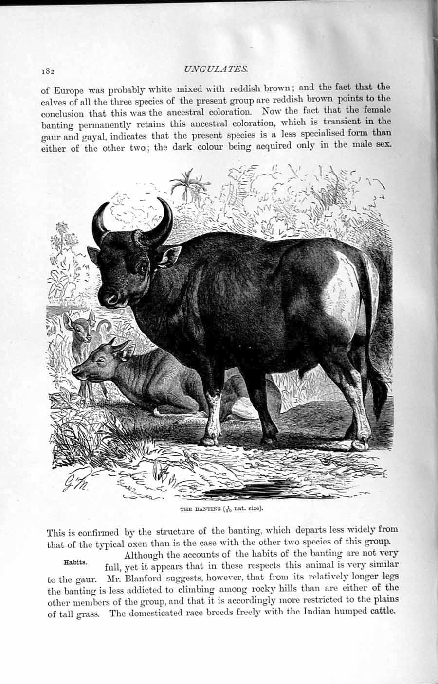 Old Antique Print Natural History 1894 Banting Oxen Bos Sondaicus Animal 19th