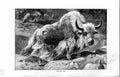 Original Old Antique Print Natural History 1894 Domestic Yak Animal Antler 19th