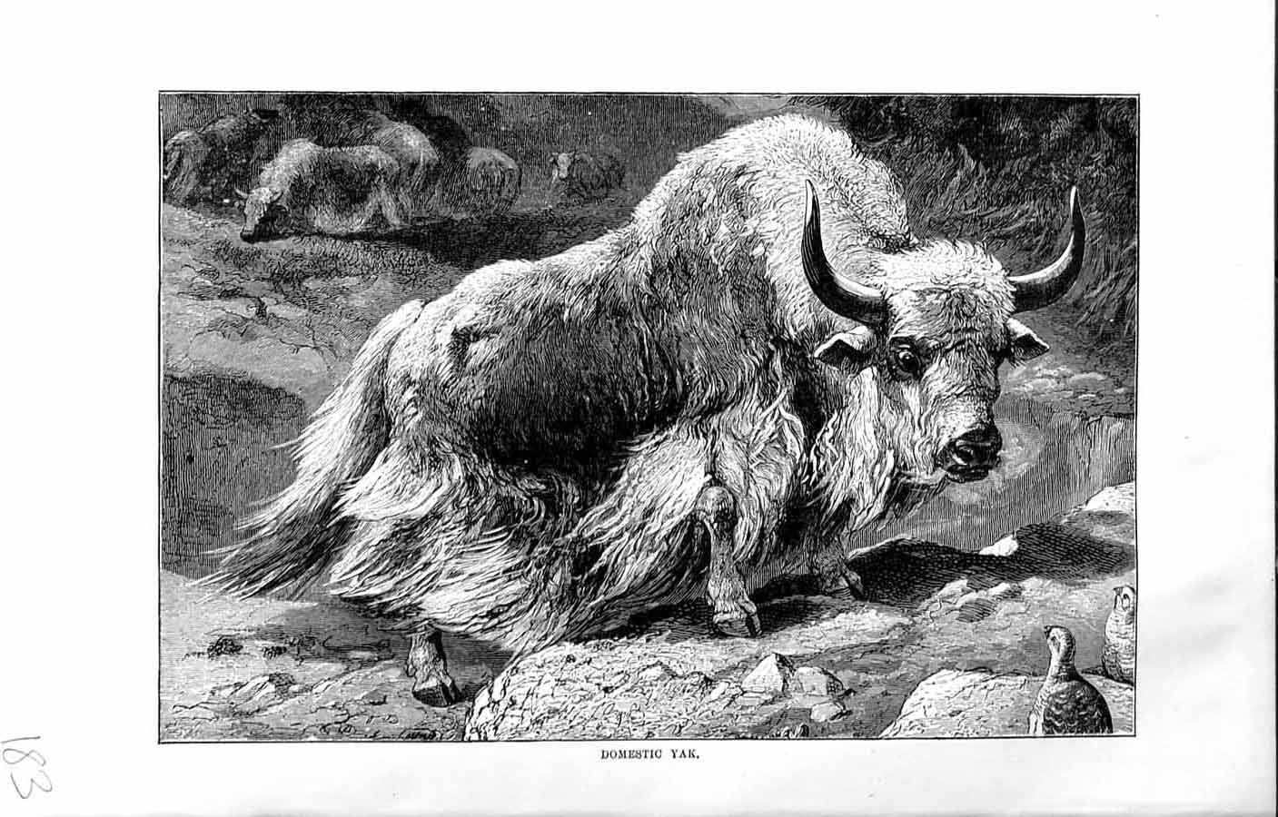 Original Old Antique Print Natural History 1894 Domestic Yak Animal Antler 19th