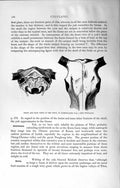 Original Old Antique Print Natural History 1894 Skull Domestic Yak Wild Animal