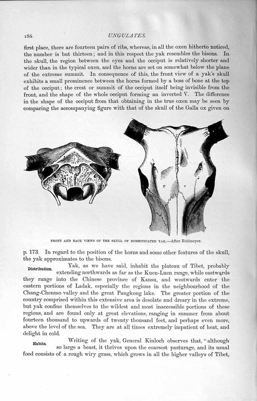 Original Old Antique Print Natural History 1894 Skull Domestic Yak Wild Animal