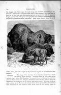 Old Antique Print Natural History 1894 American Bison America Wild Animal 19th