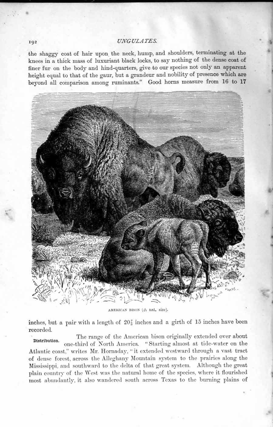 Old Antique Print Natural History 1894 American Bison America Wild Animal 19th