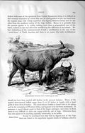 Original Old Antique Print Natural History 1894 Buffalo Congo Variety Feral Ox