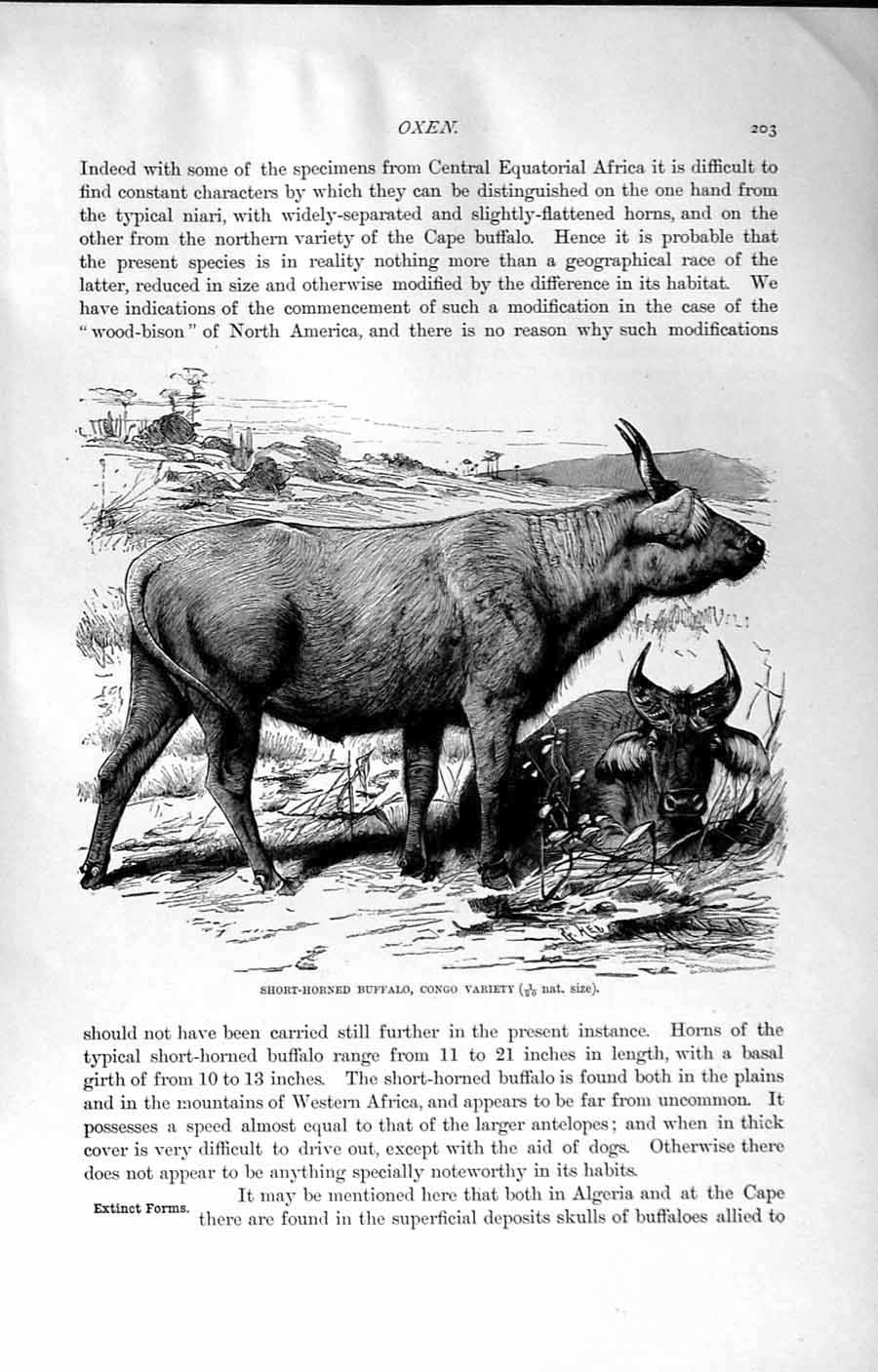 Original Old Antique Print Natural History 1894 Buffalo Congo Variety Feral Ox