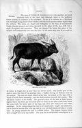 Original Old Antique Print Natural History 1894 Anoa Celebes Oxen Wild Animal