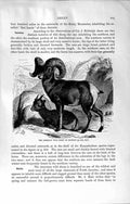 Original Old Antique Print Natural History 1894 American Wild Sheep Kamschatkan