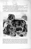 Original Old Antique Print Natural History 1894 Pamir Wild Sheep Skull Horns