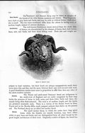 Original Old Antique Print Natural History 1894 Head Merino Ram Sheep Animal