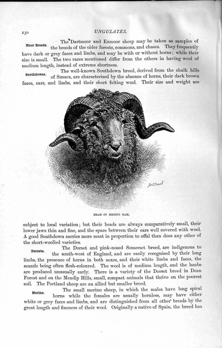 Original Old Antique Print Natural History 1894 Head Merino Ram Sheep Animal