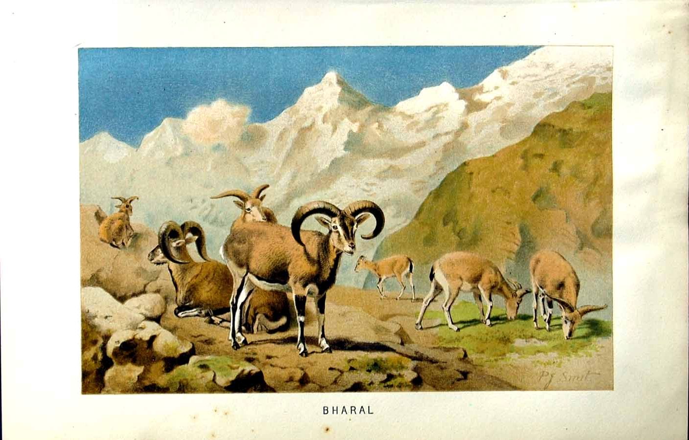 Original Old Antique Print Natural History 1894 Bharal Antlers Animal 19th