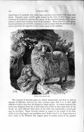 Original Old Antique Print Natural History 1894 Angora Goat Domestic Animal