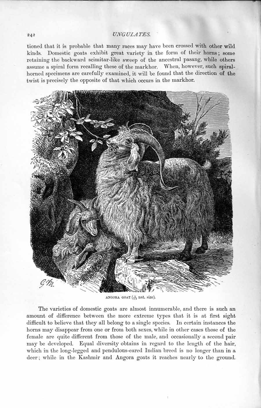 Original Old Antique Print Natural History 1894 Angora Goat Domestic Animal