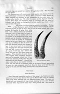 Old Antique Print Natural History 1894 Horns Himalayan Serow Skull Takin 19th