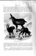 Original Old Antique Print Natural History 1894 Chamois Pyrenees Mountains 19th