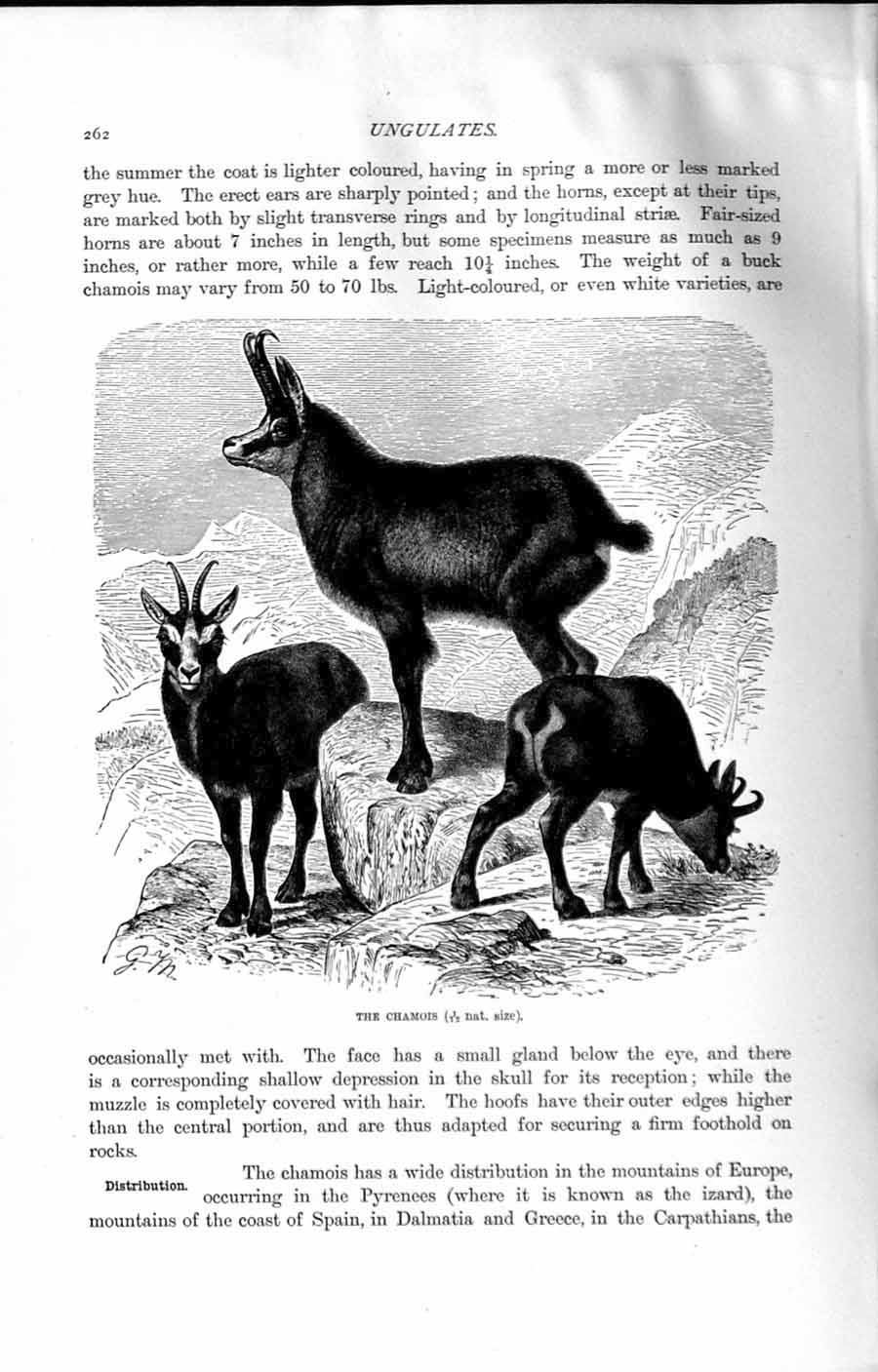 Original Old Antique Print Natural History 1894 Chamois Pyrenees Mountains 19th