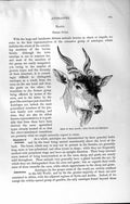 Original Old Antique Print Natural History 1894 Head Bull Eland Skeleton Addax