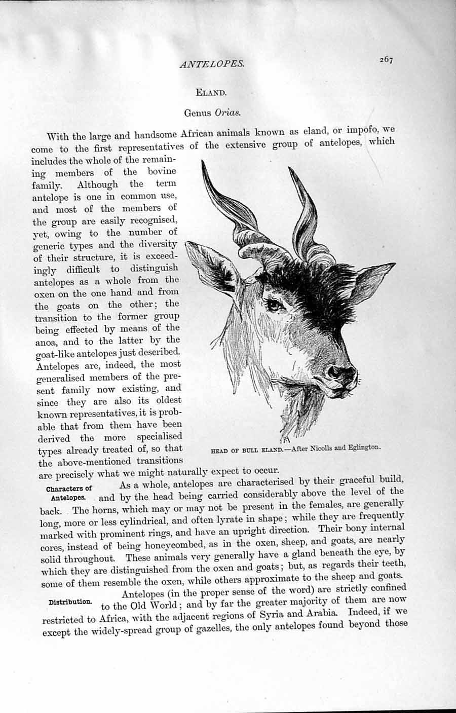 Original Old Antique Print Natural History 1894 Head Bull Eland Skeleton Addax