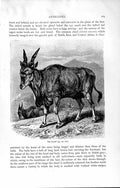 Old Antique Print Natural History 1894 Eland Antelope Orias Canna Africa 19th