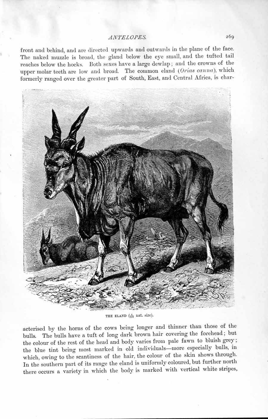 Old Antique Print Natural History 1894 Eland Antelope Orias Canna Africa 19th