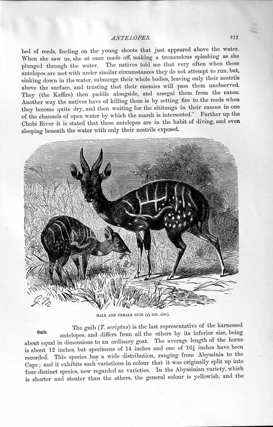 Old Antique Print Natural History 1894 Male Female Guib Antelope Africa 19th