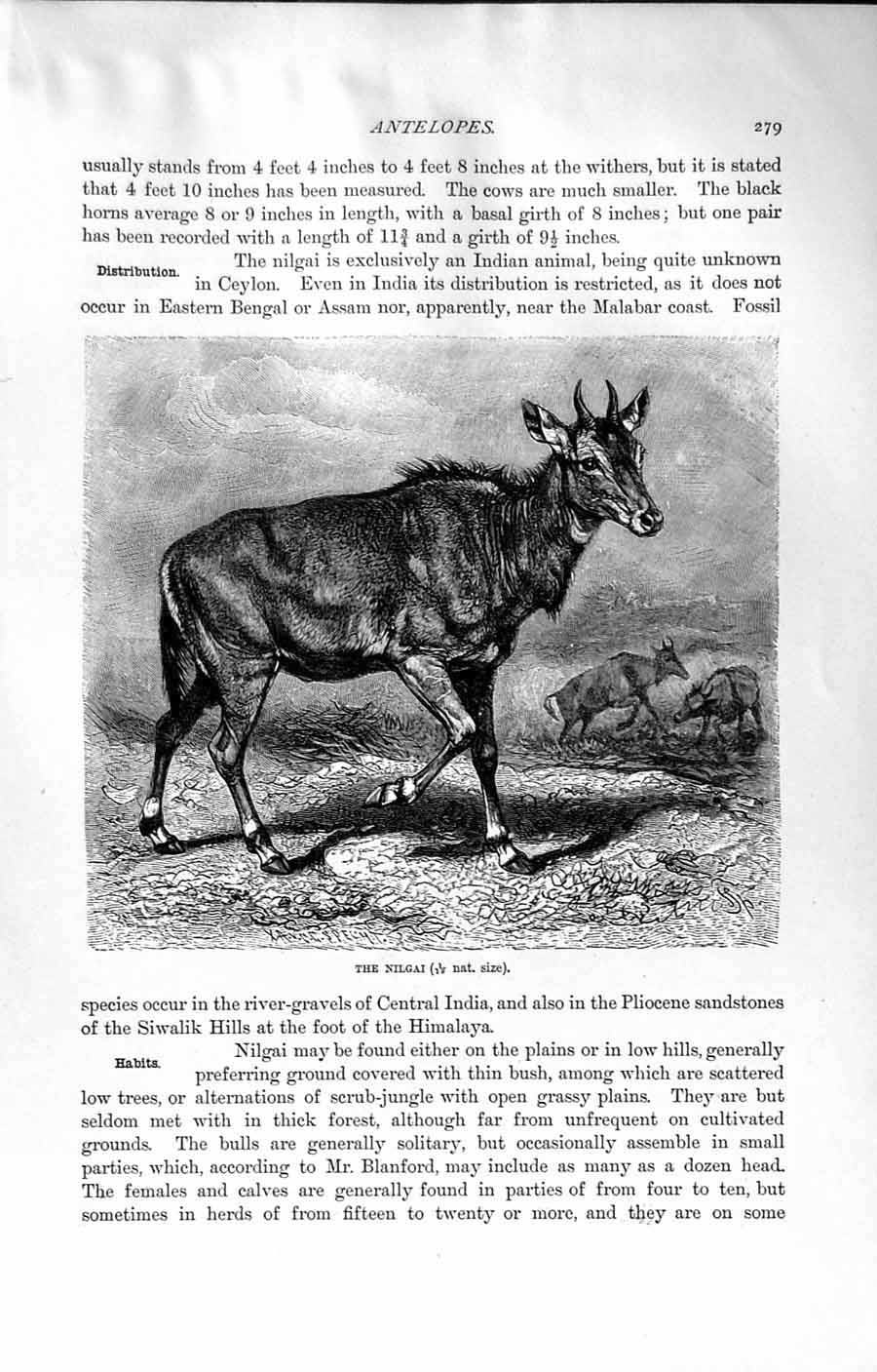 Original Old Antique Print Natural History 1894 Nilgai Antelope Addax Ungulates