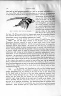 Original Old Antique Print Natural History 1894 Head Gemsbok Ungulates 19th